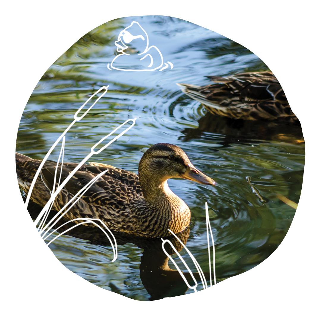 duck duck